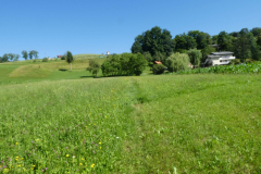 38-besnica
