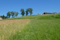 40-besnica