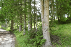 47-pokljuka