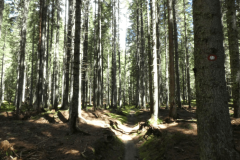 49-pokljuka