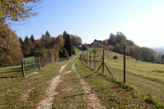 51-krcevina-pri-ptuju