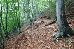 34-kopitnik