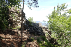 36-kopitnik