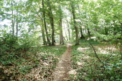 39-kopitnik