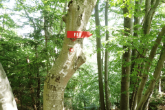 41-kopitnik