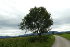 14-lesno-brdo