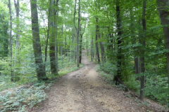 31-debeli-hrib